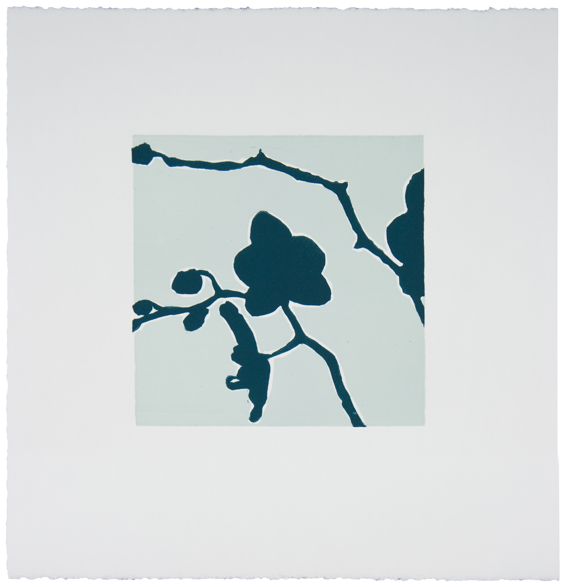 Midnight Blue Orchid