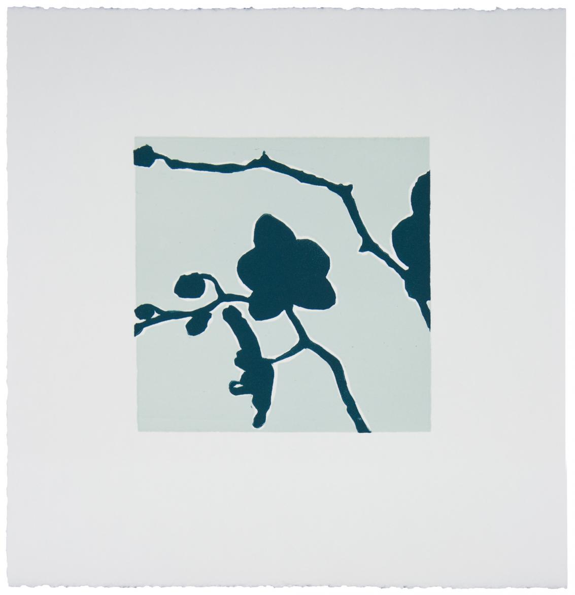 Midnight Blue Orchid