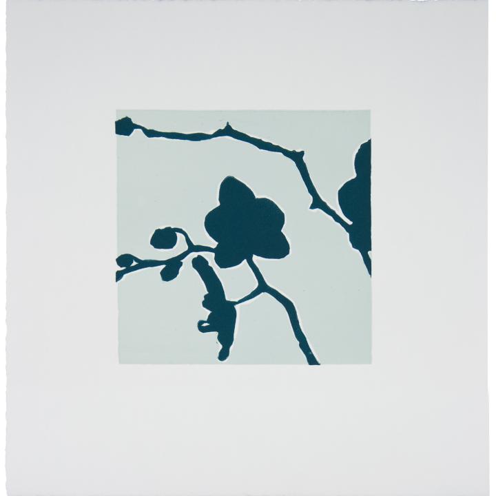 Midnight Blue Orchid