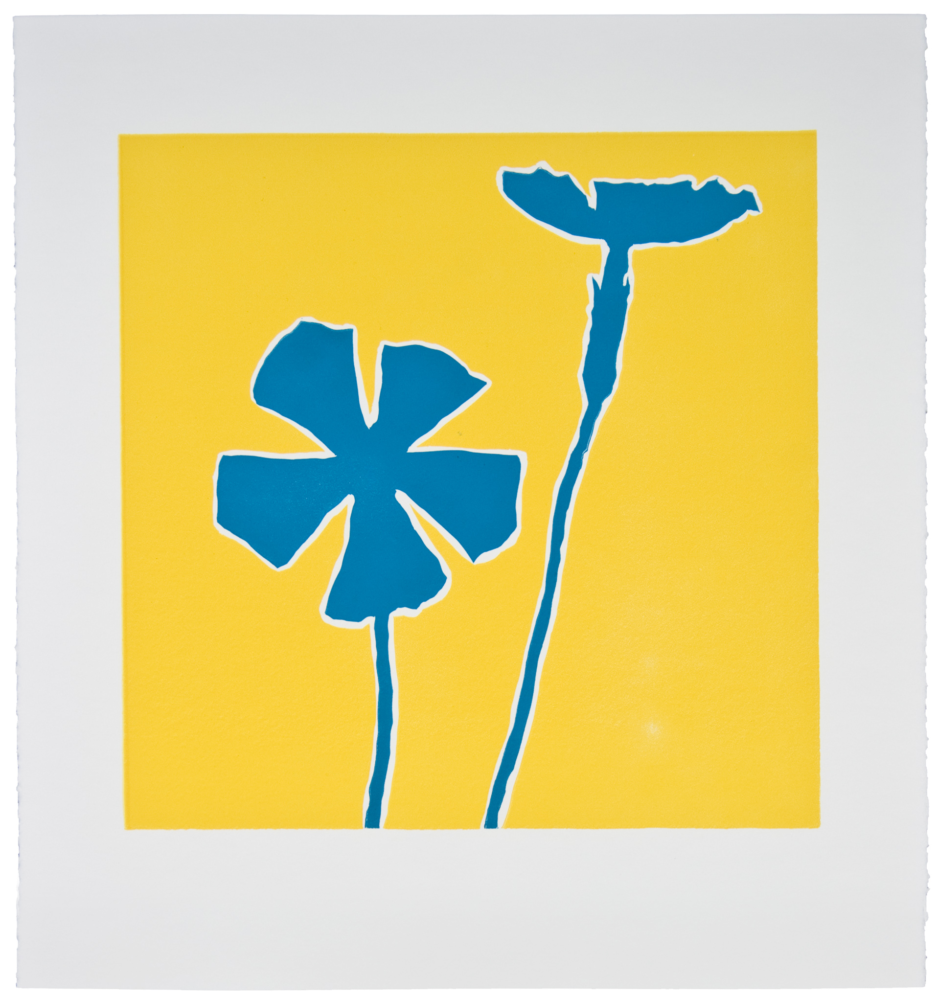 Dodger Blue Wildflower