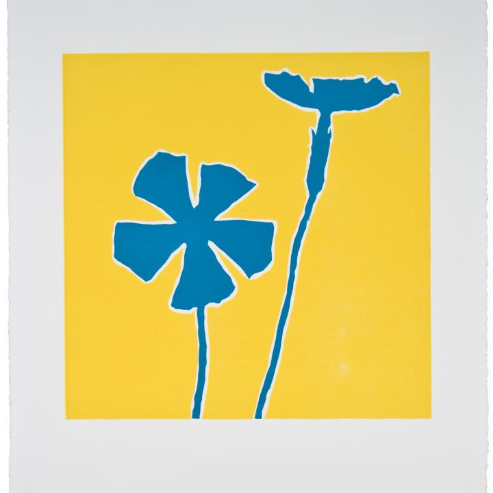 Dodger Blue Wildflower