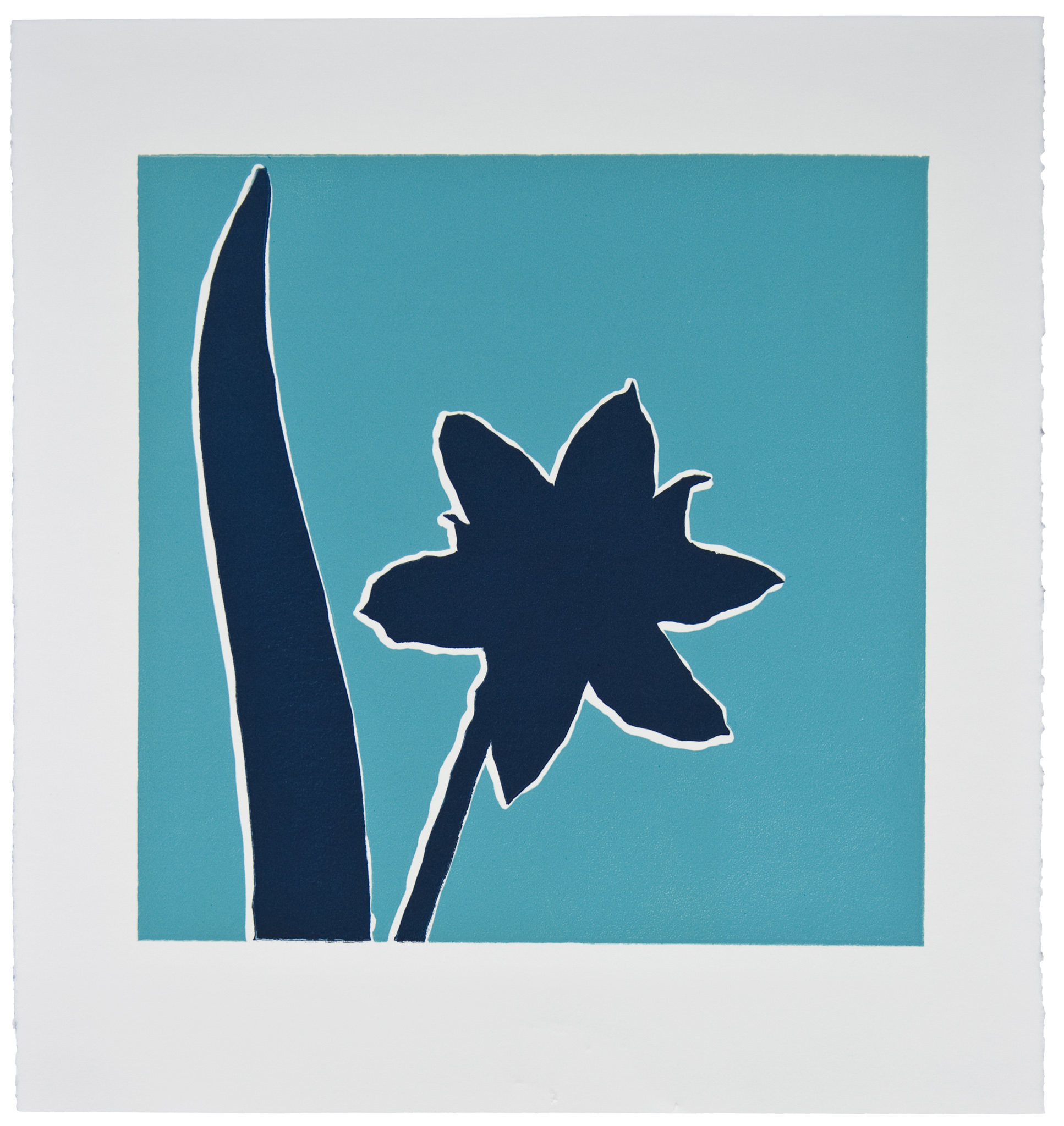 Midnight Blue Armeria