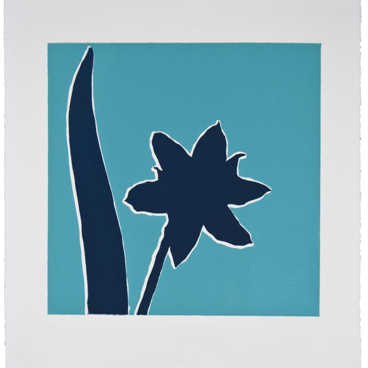 Midnight Blue Armeria