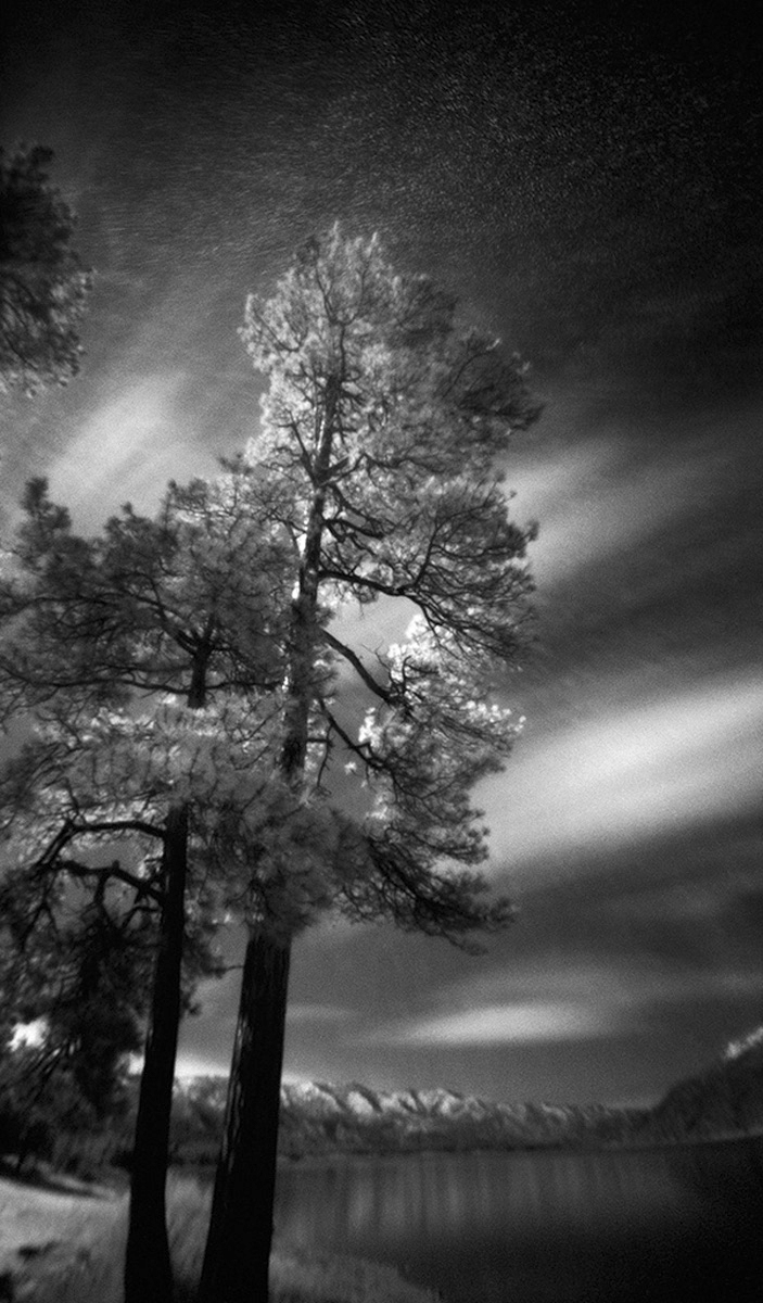 Trees, Vallecito Lake, CO 