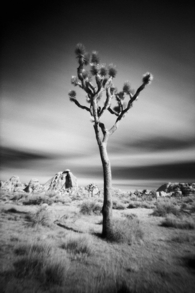 Joshua Tree National Park