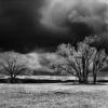 House and Trees, Red Mesa, CO