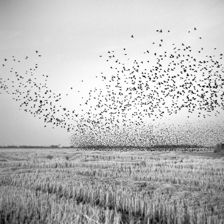 Birds in Field