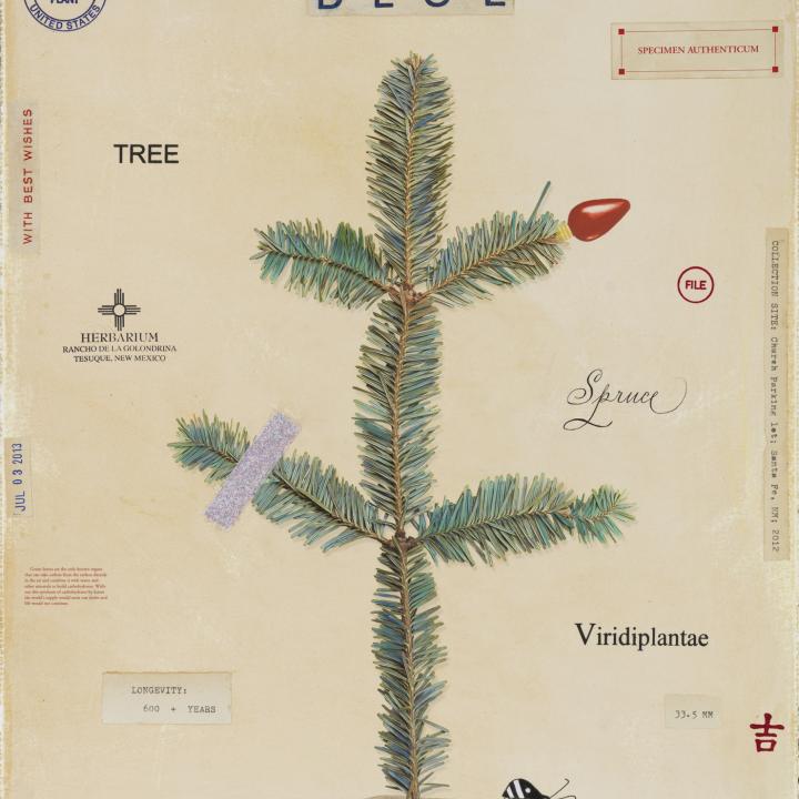 Blue Spruce with Bug 