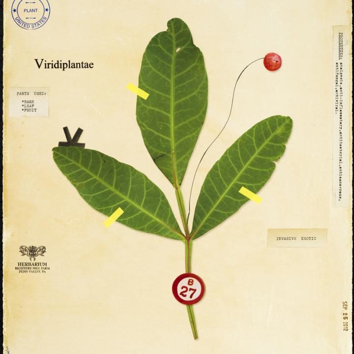 Brazilian Pepper Tree With Bingo Game Piece