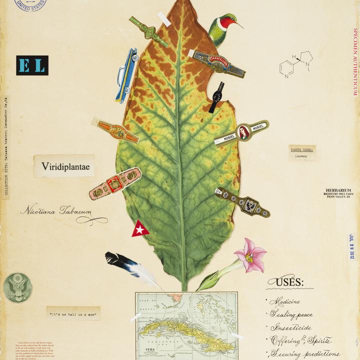 Tobacco With Map Of Cuba